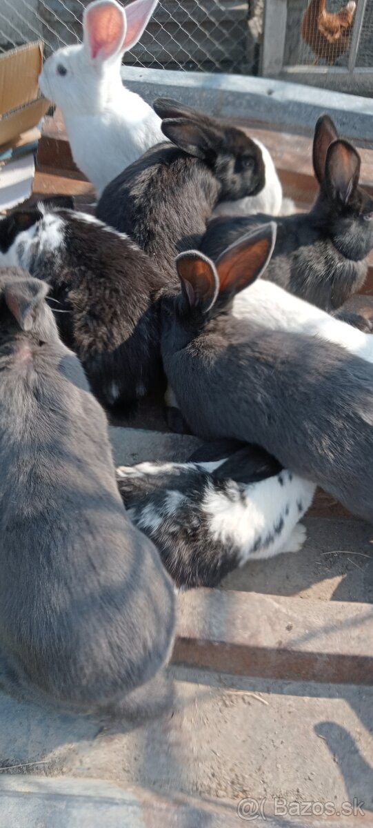 Predám Králiky - 3