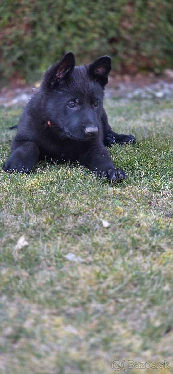 Predám nemecký ovčiak šteniatka s PP - 3