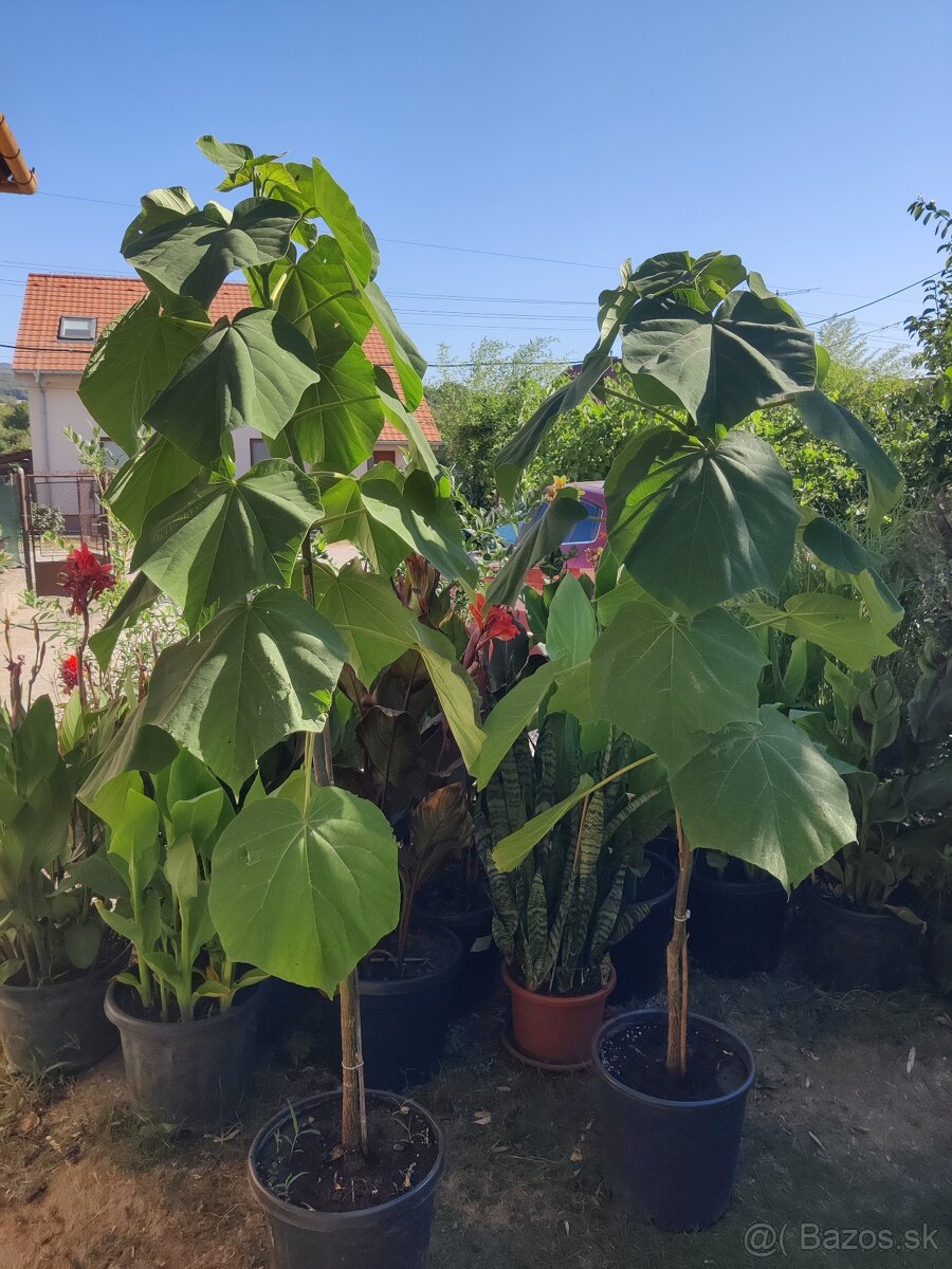 Bambusy/paulownia - 3