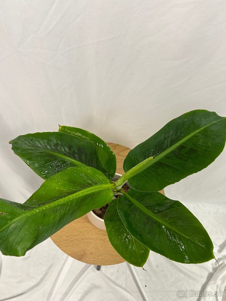 Musa Tropicana-Banánovník - 3