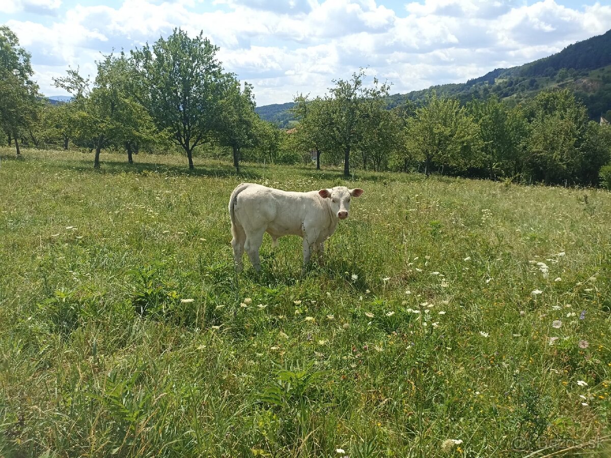Predám telce - 3