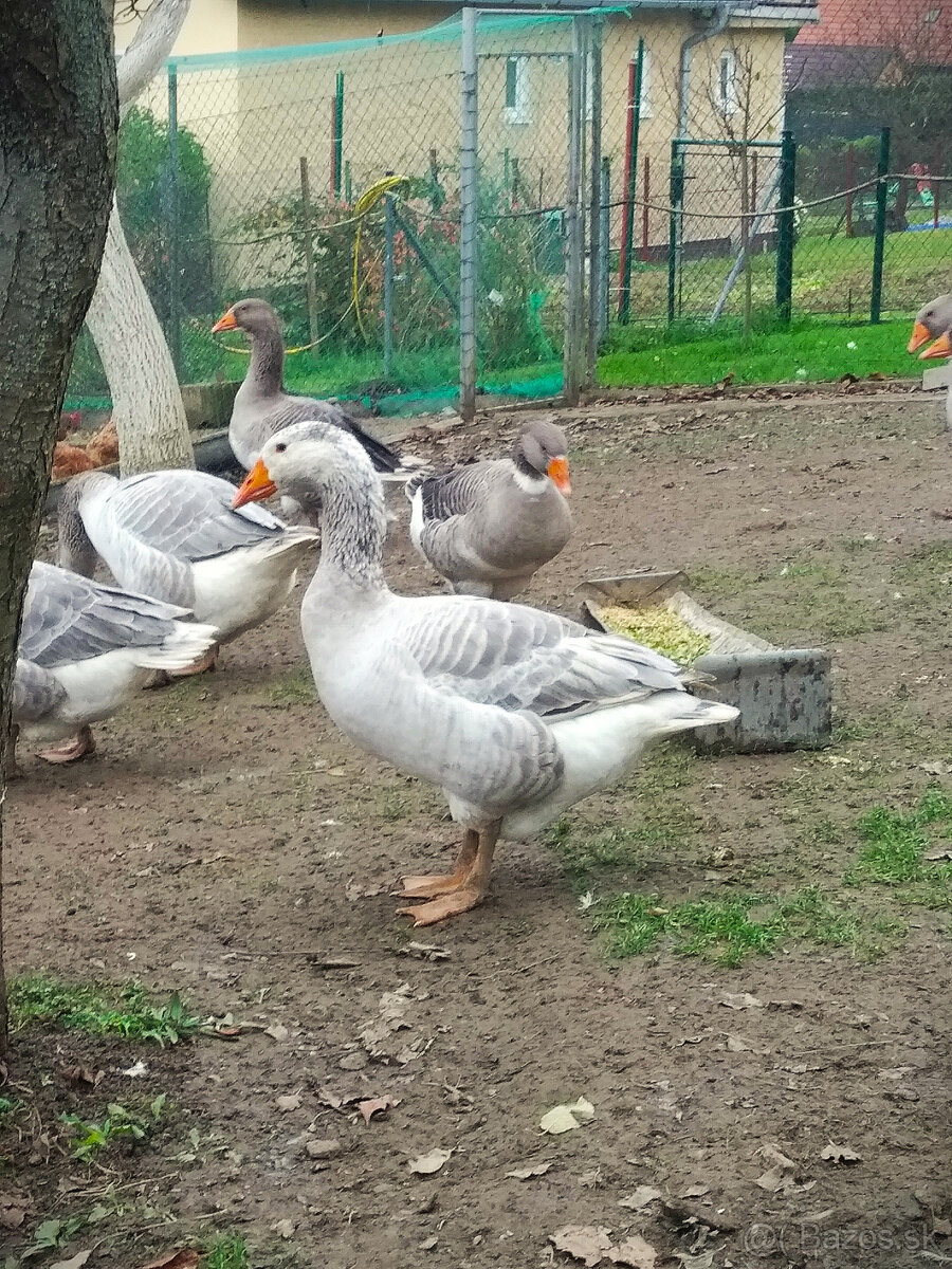 Predám mladé husi - 3