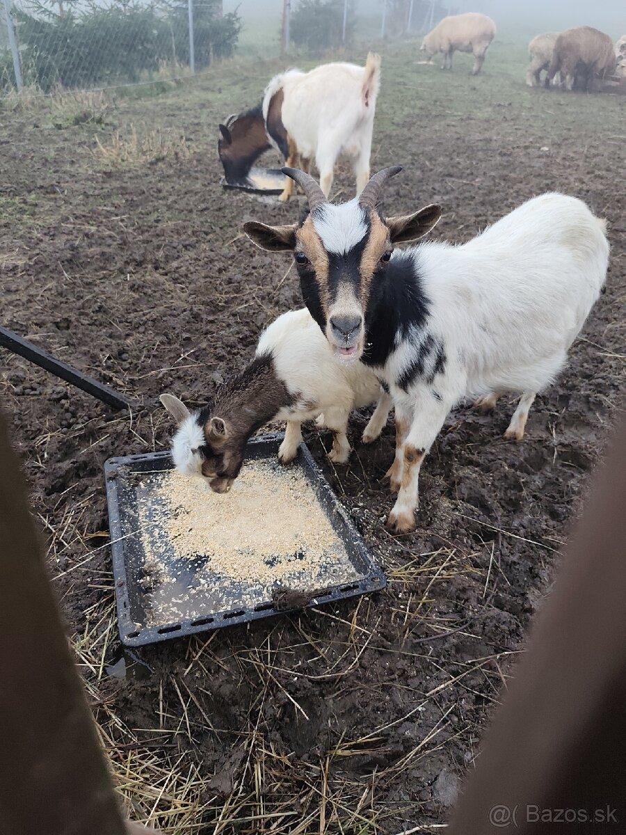 Holandska minikoza - 3