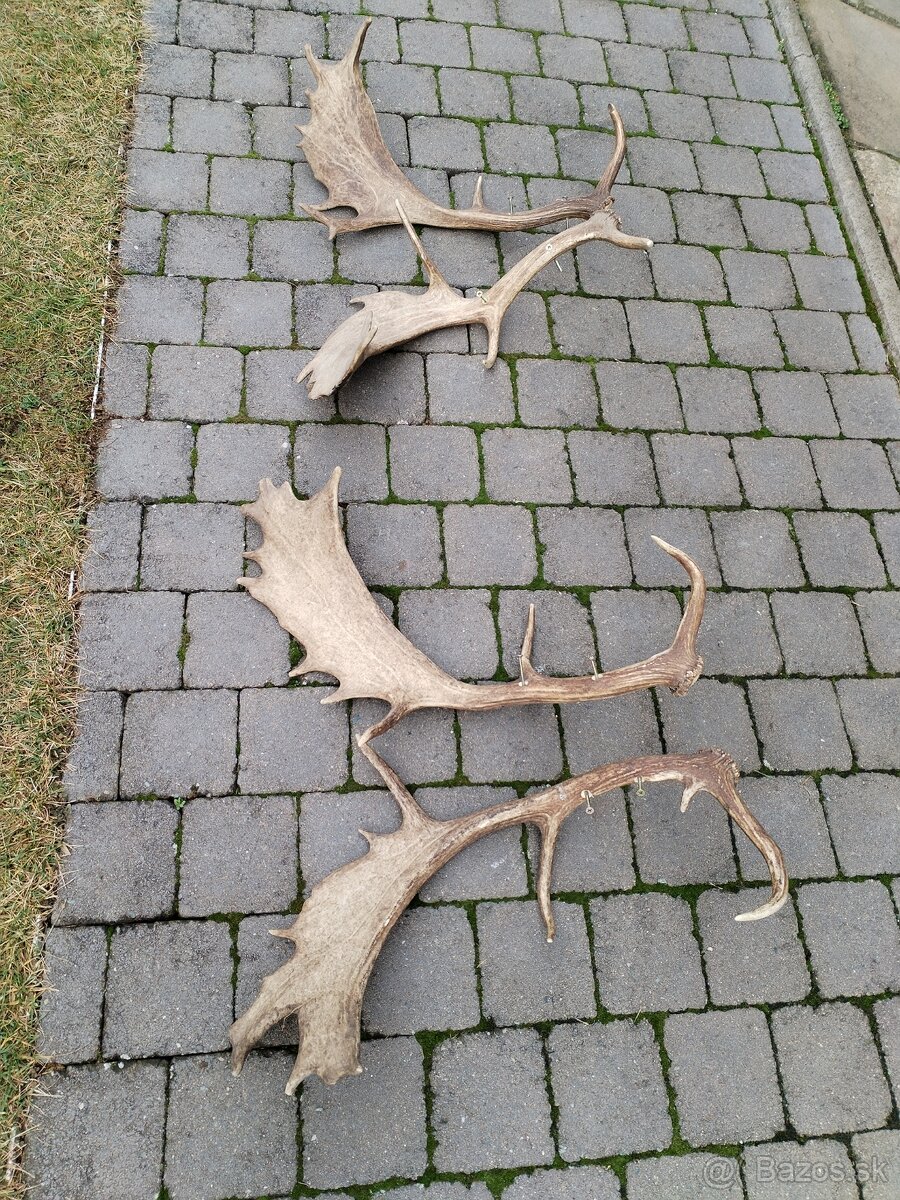 Zhody, parozie parohy daniel - 3