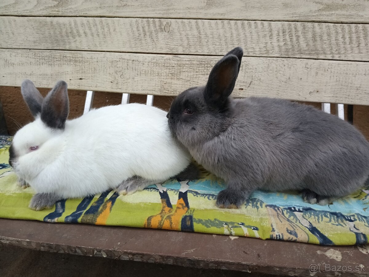 Králiky - 3