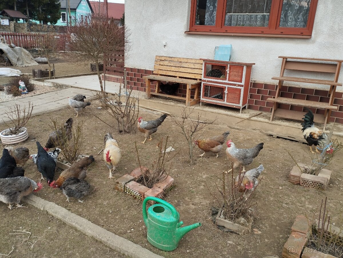 Násadové vajcia - 3