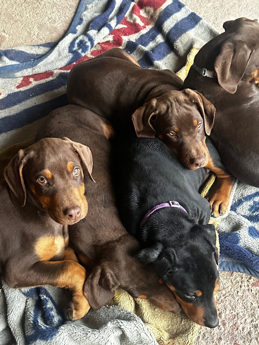 Doberman šteniatka - 3