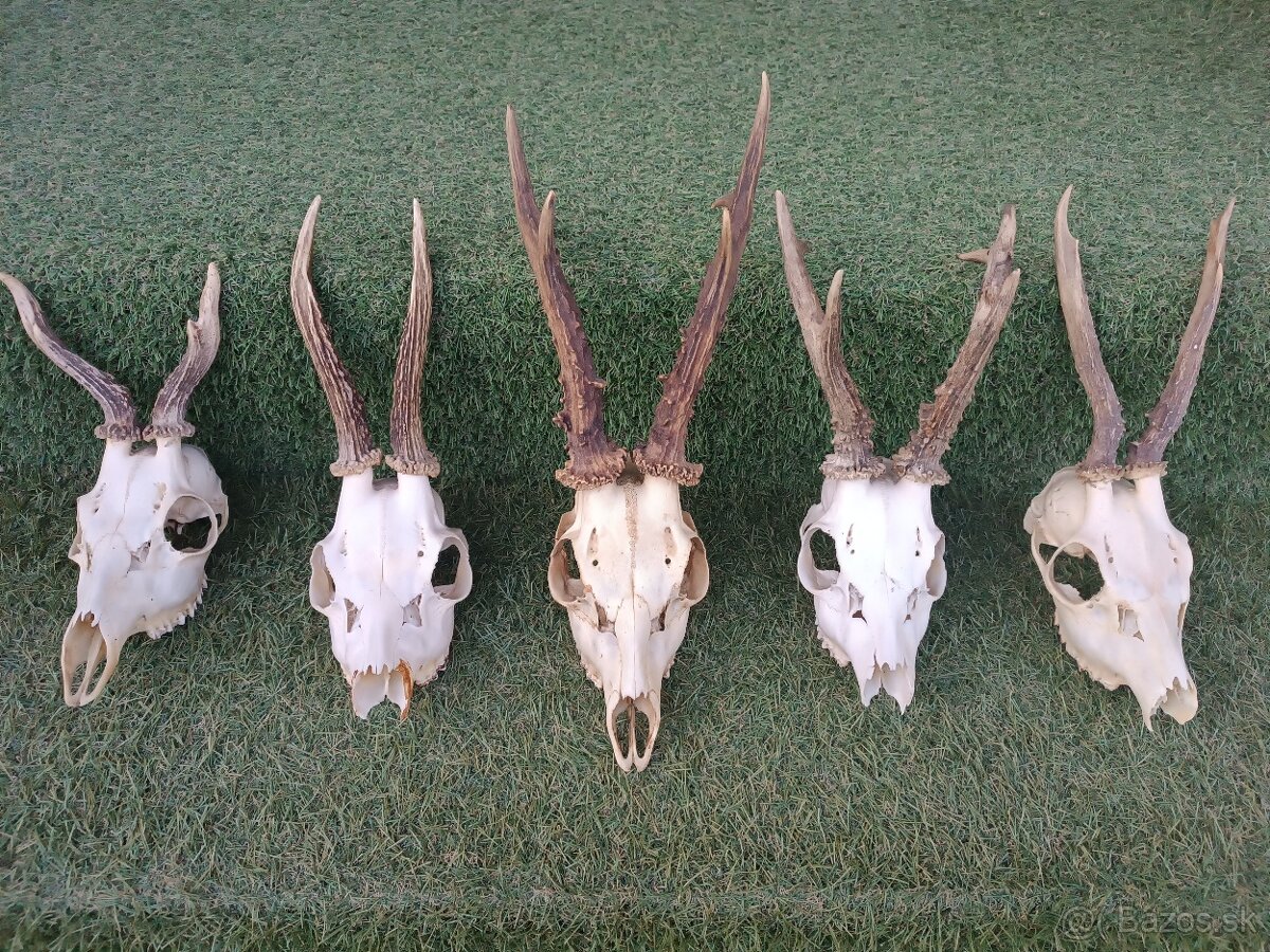 Parohy, zhody, trofeje, srnce - 3