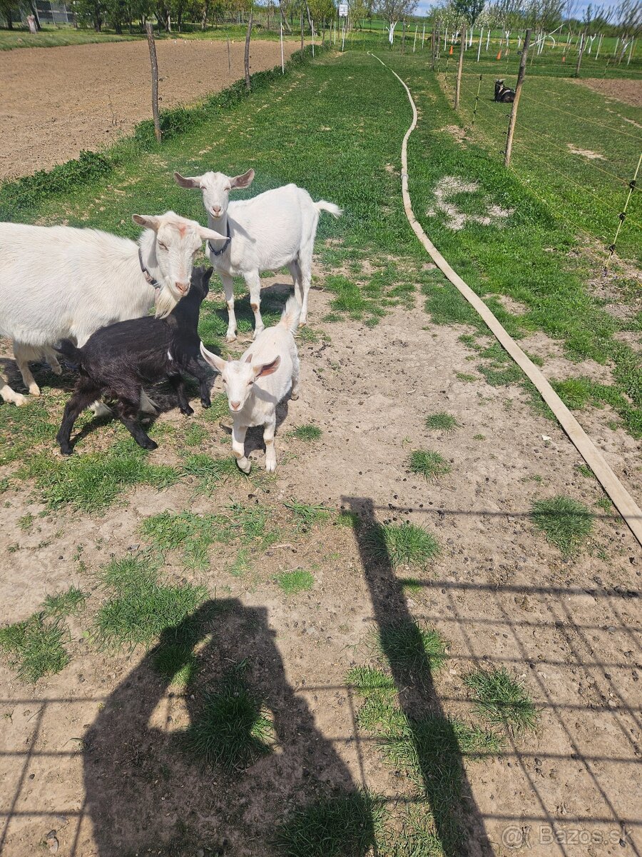 Predam mlade kozičky - 3