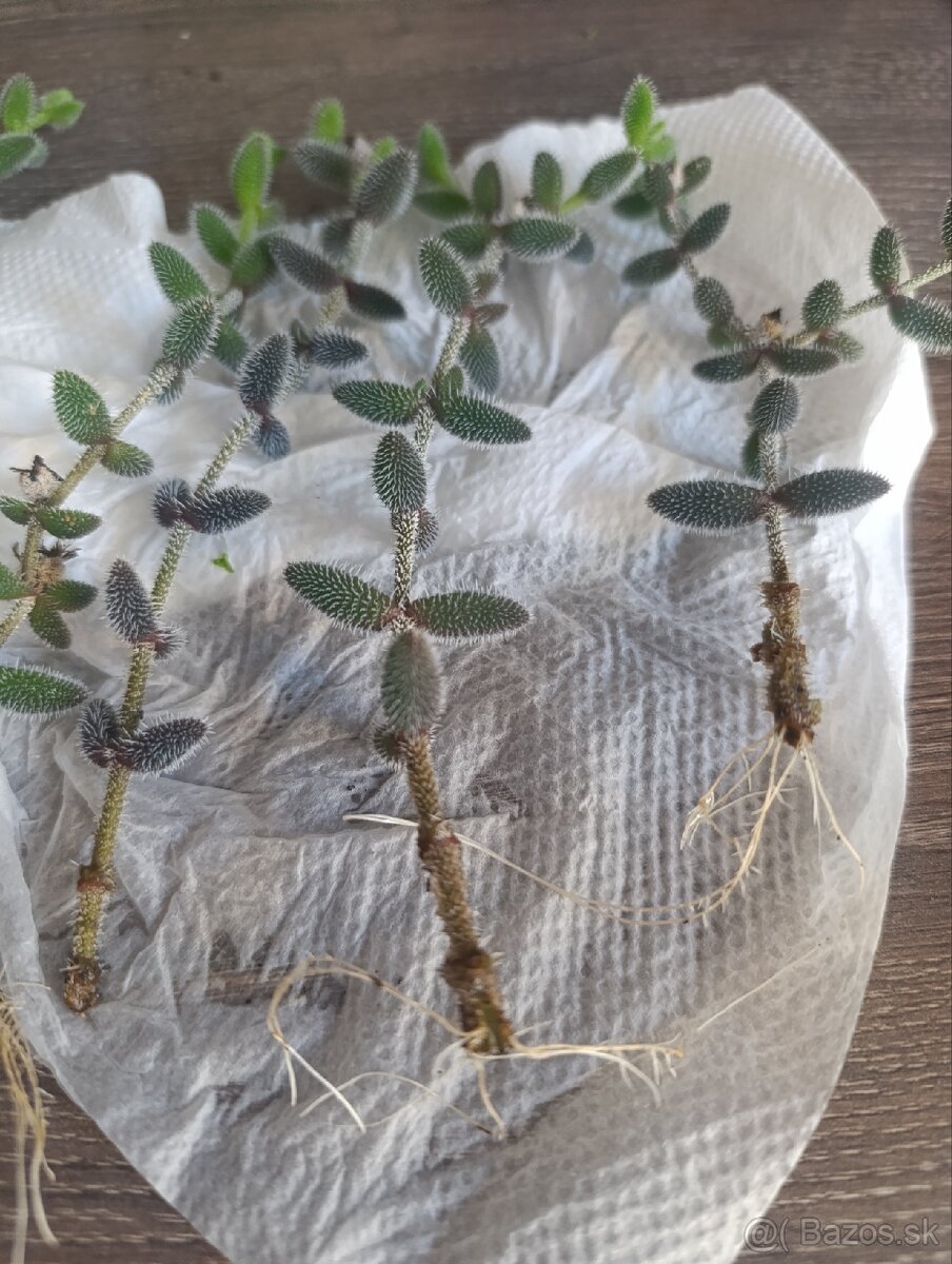 Delosperma echinatum - 3