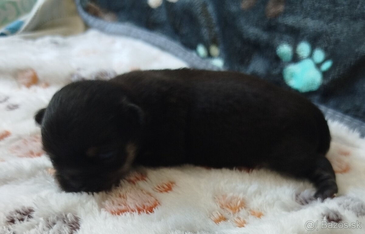 Čivava mini dlhosrstý psík - 3