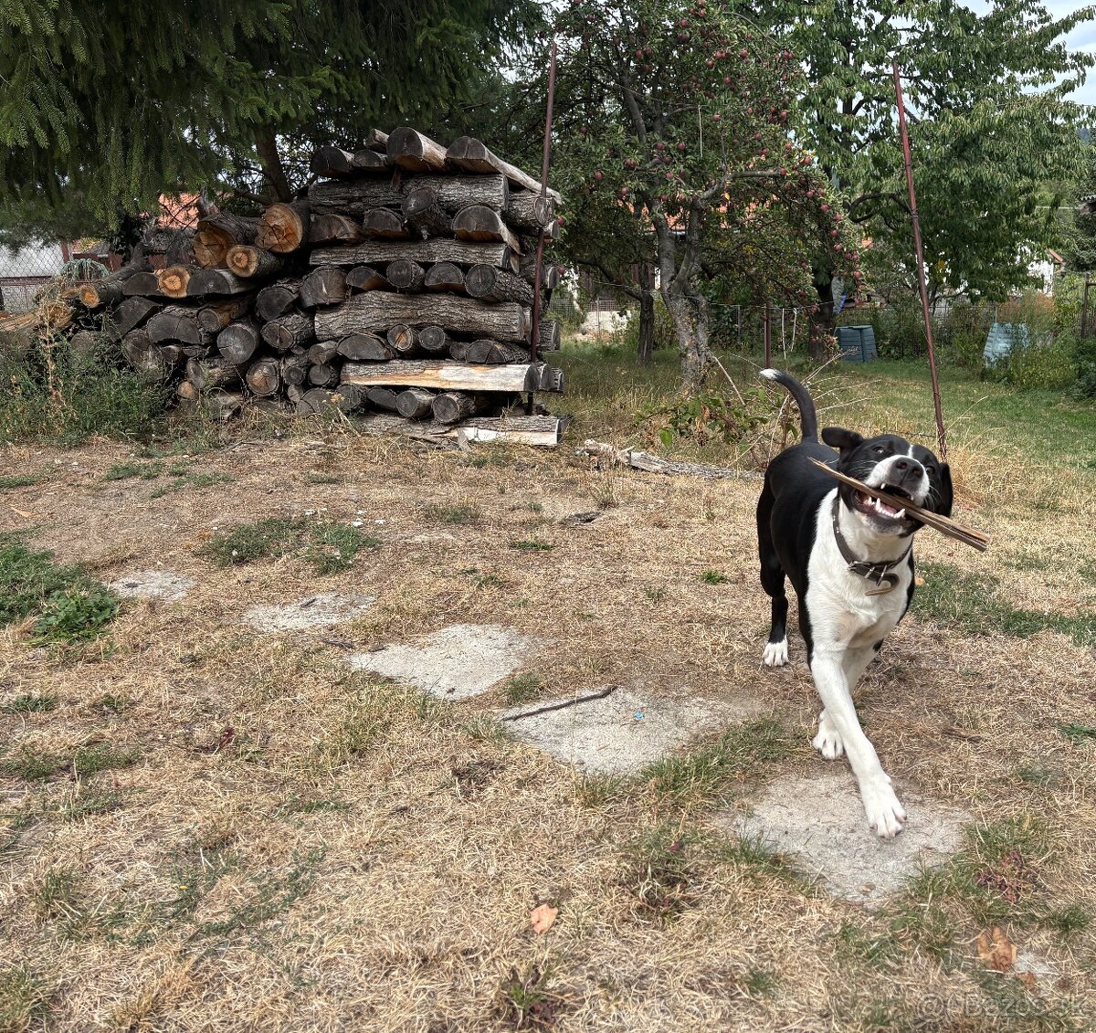 Darujem 15mesačného psa Gulivera - 3