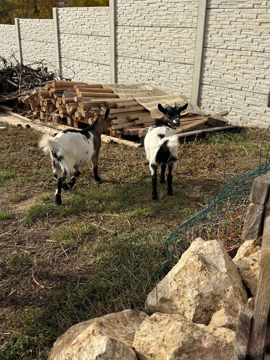 mlaďatá mini koza a capko - 3