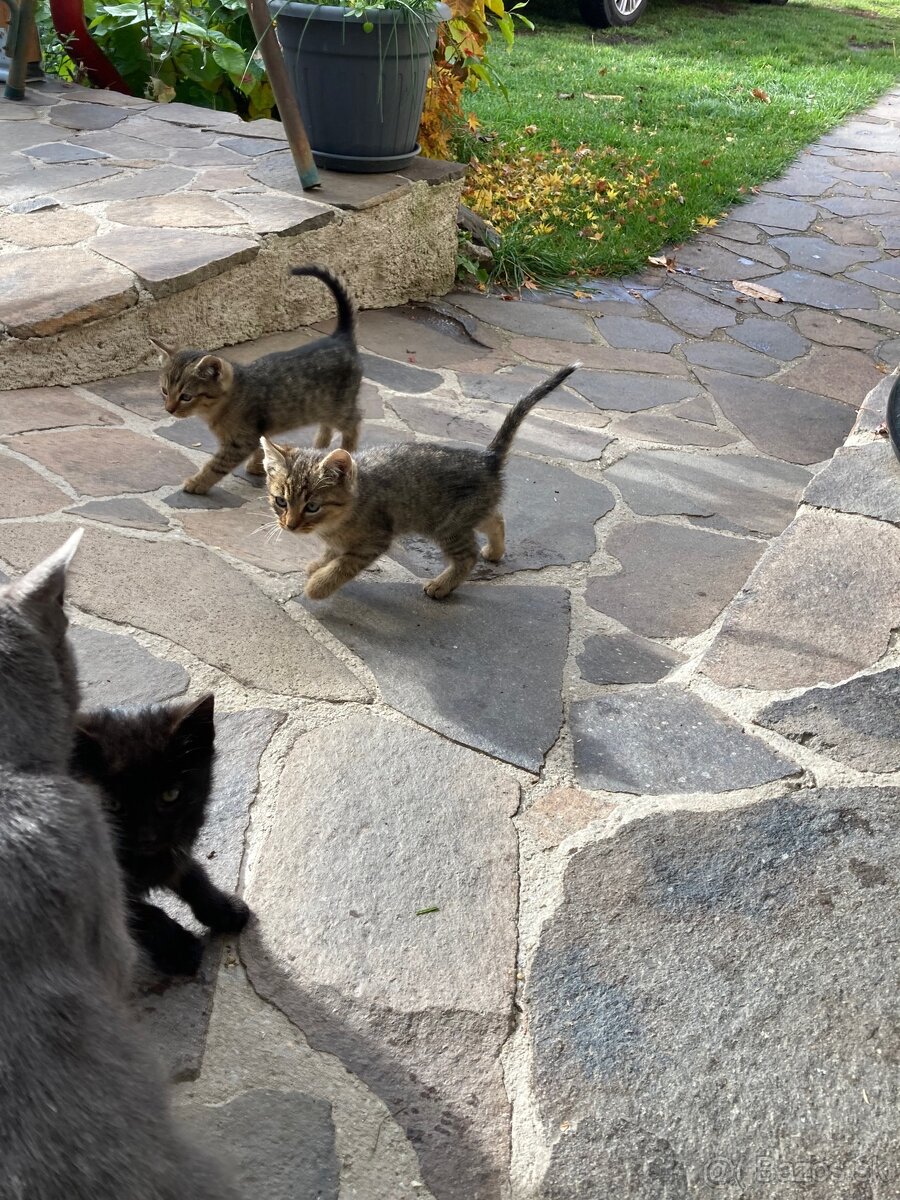 Darujem mačiatka - 3