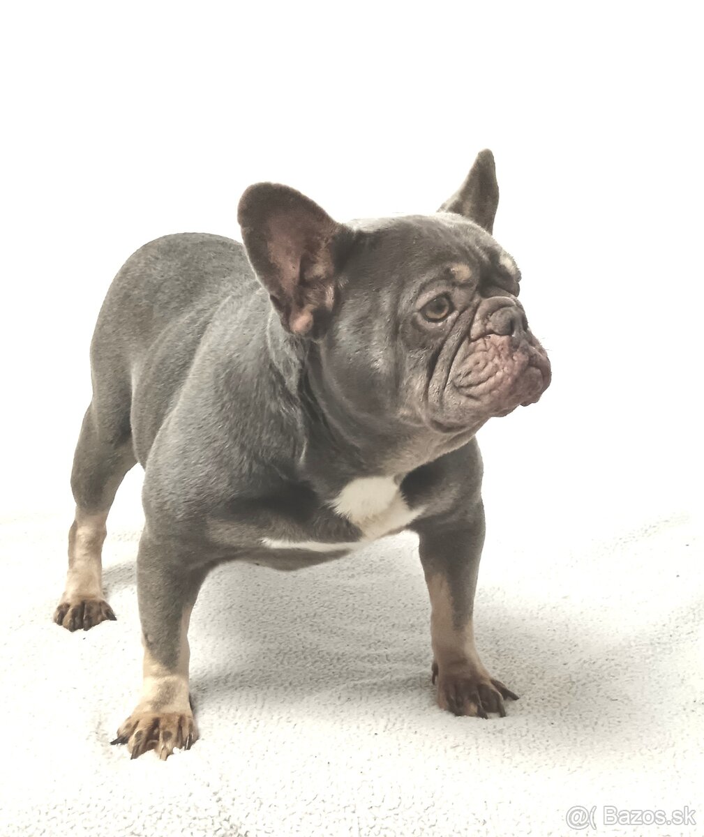 Francúzsky buldoček - 3