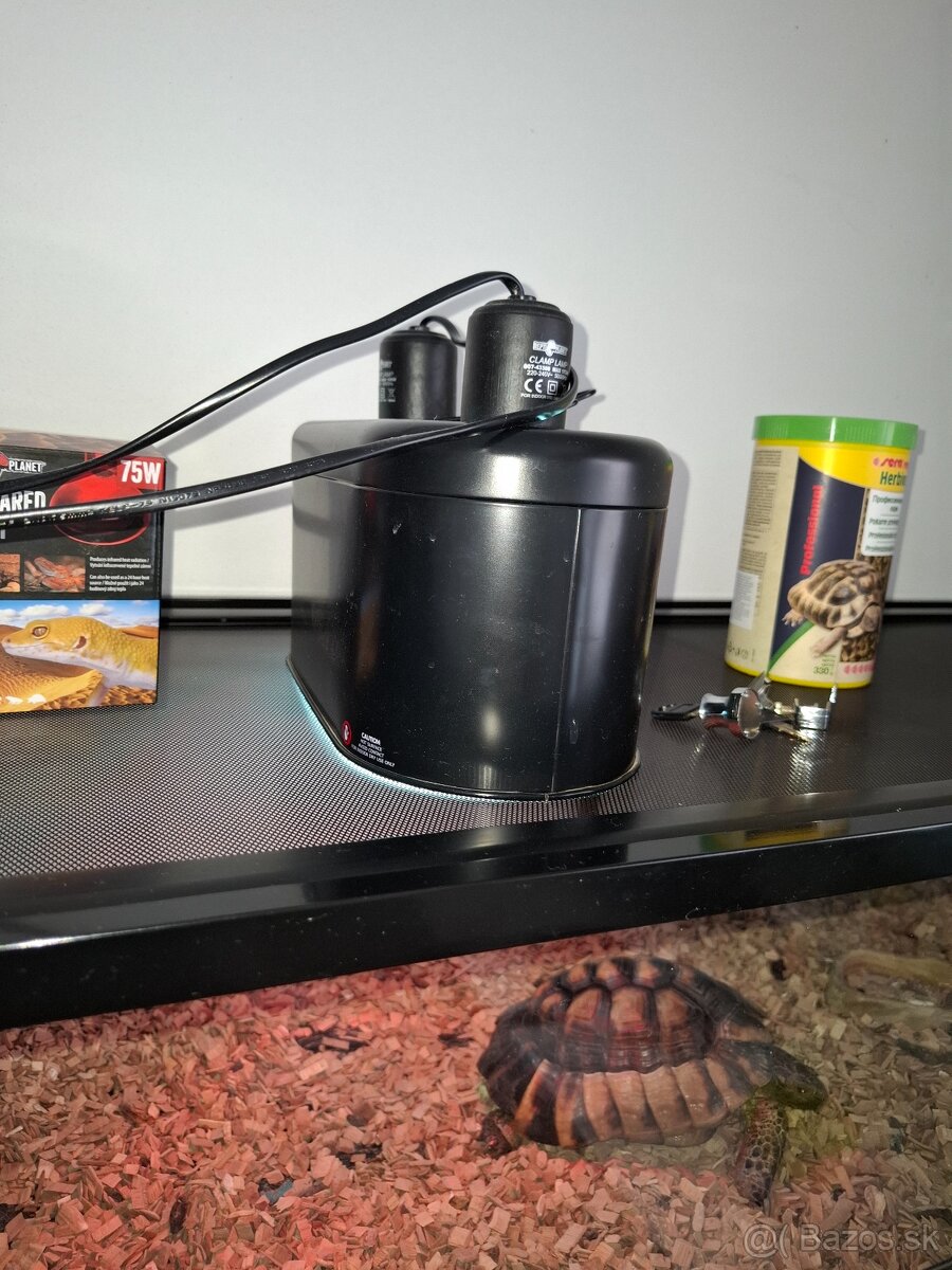 Predam korytnačku vrubenu - 3