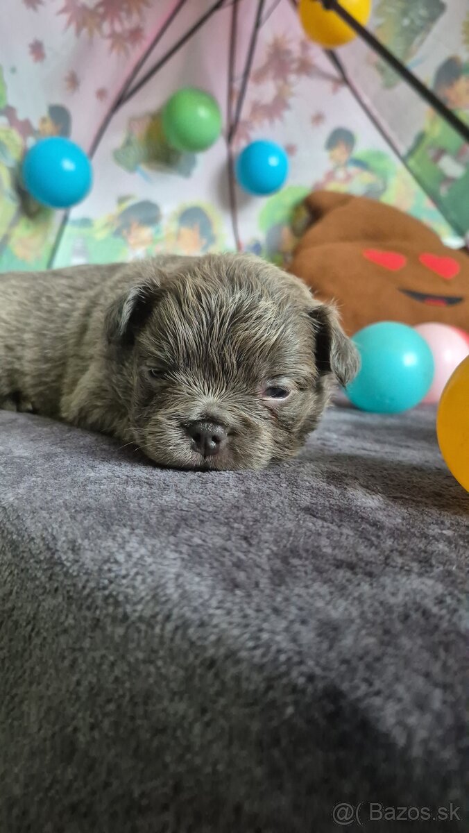 Fluffy francúzsky buldoček s PP - 3