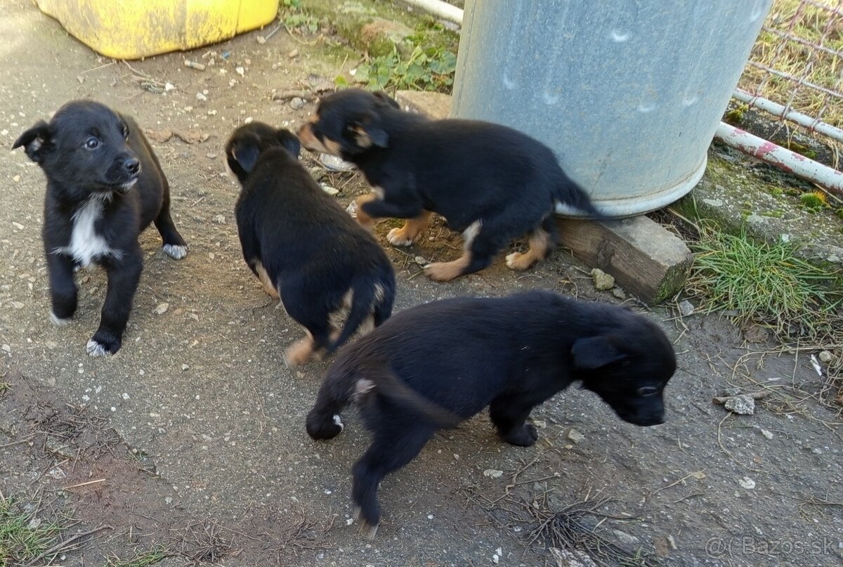 Šteniatka 2 mesačne - 3