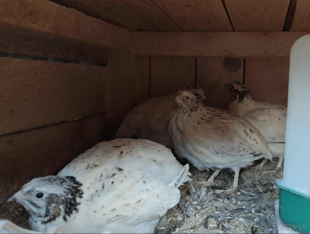 Kohuti prepelica japonska - 3