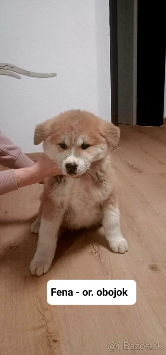 Predám šteniatka Akita inu - 3