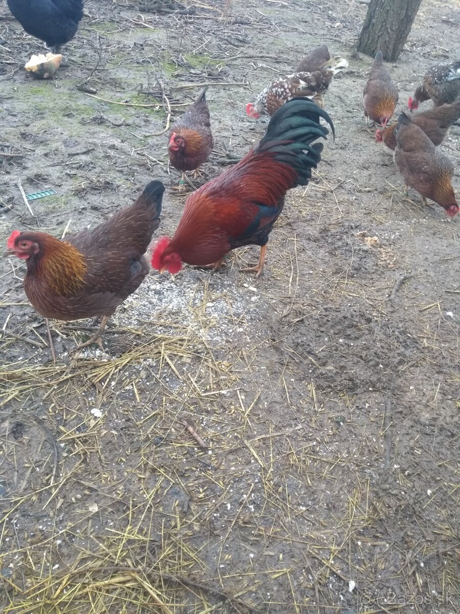 Násadové vajíčka - 3