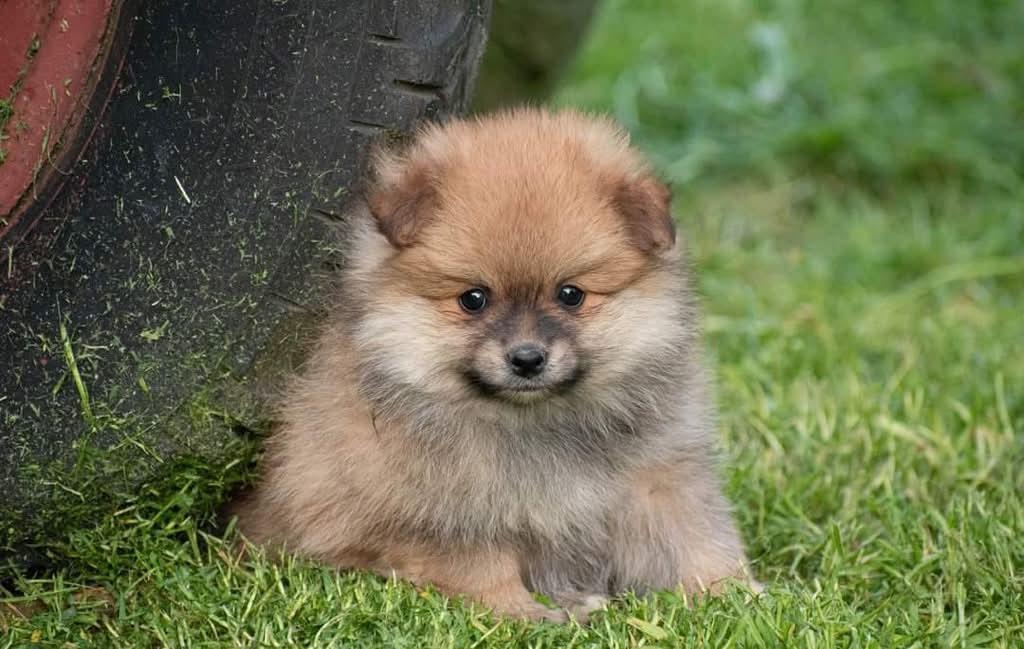 Pomeranian - 3