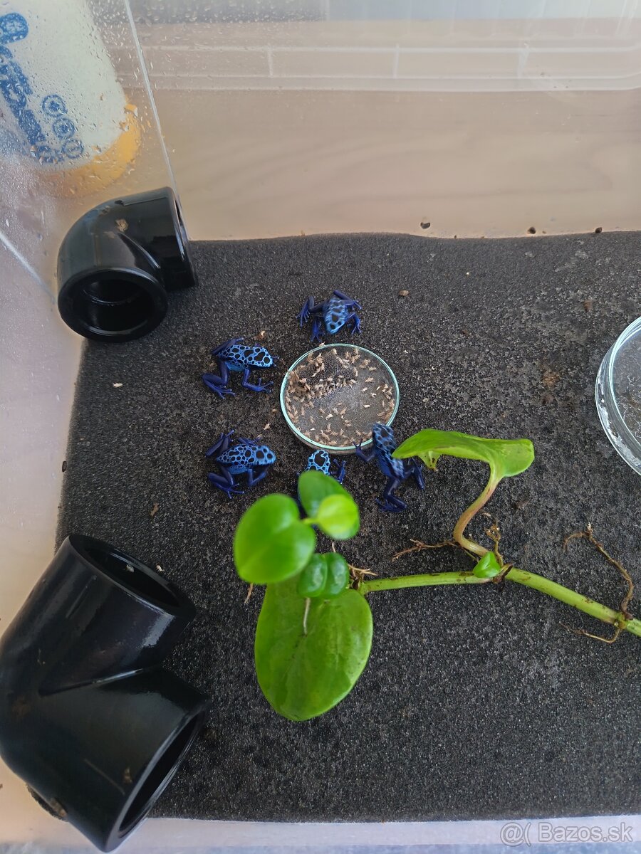 Pralesničky Dendrobates azureus - 3