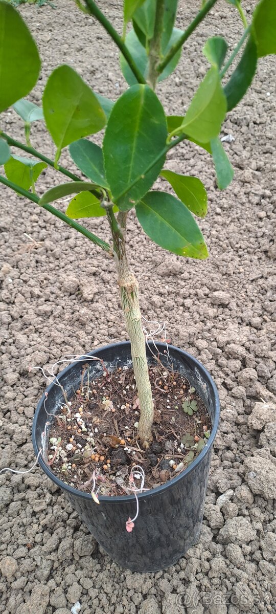 Limetka tahiti - 3