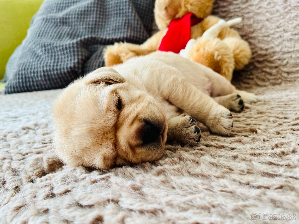 Labrador štěňátka s PP - 3
