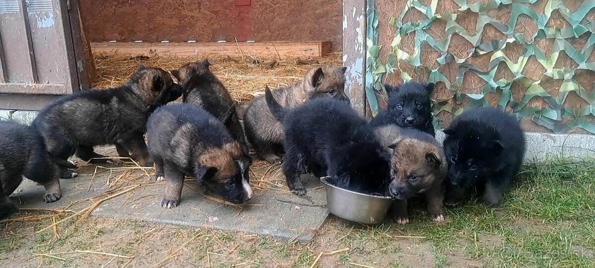 Predáme šteniatka. - 3