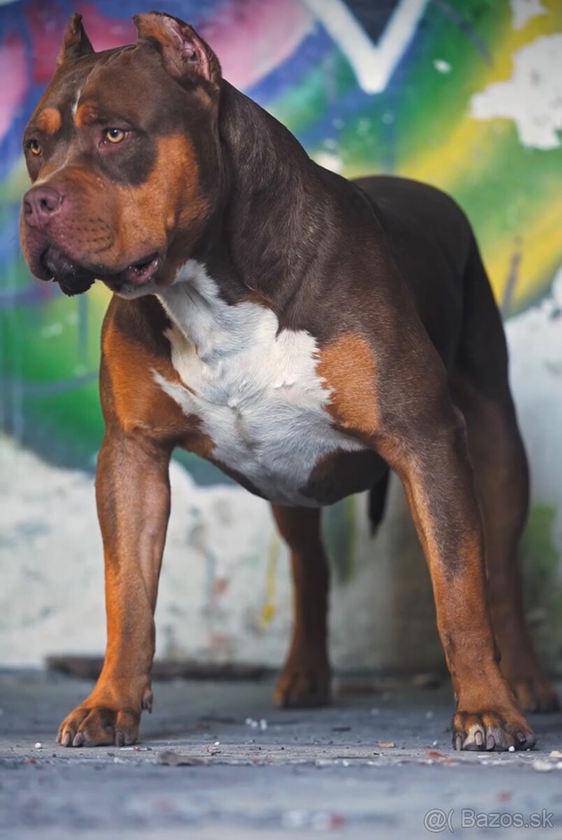 American bully xl krytie - 3