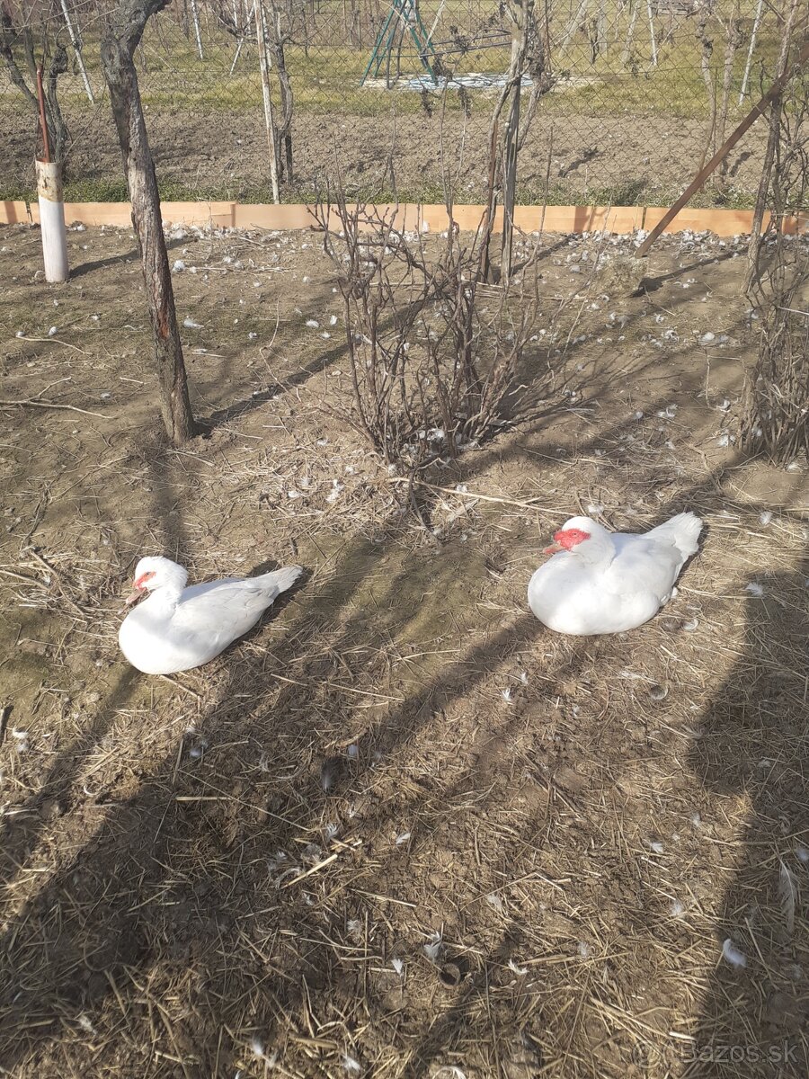 Pižmové kačky - 3