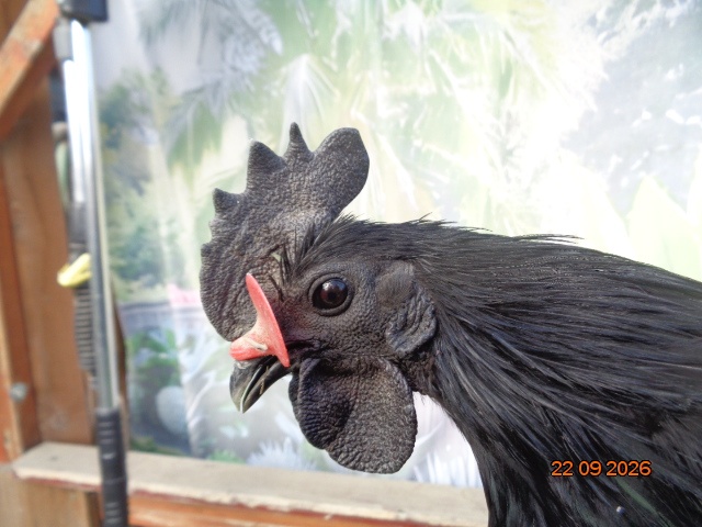 Ayam Cemani - 3
