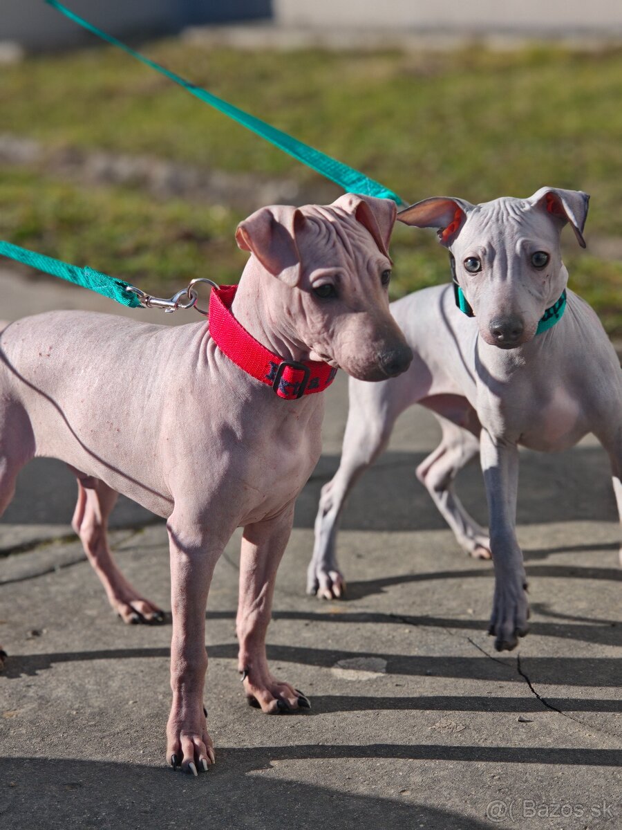 Americký bezsrstý teriér - 3