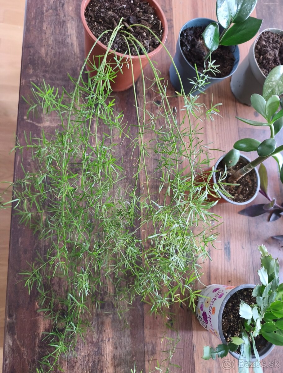 Predám izbové rastliny - 3