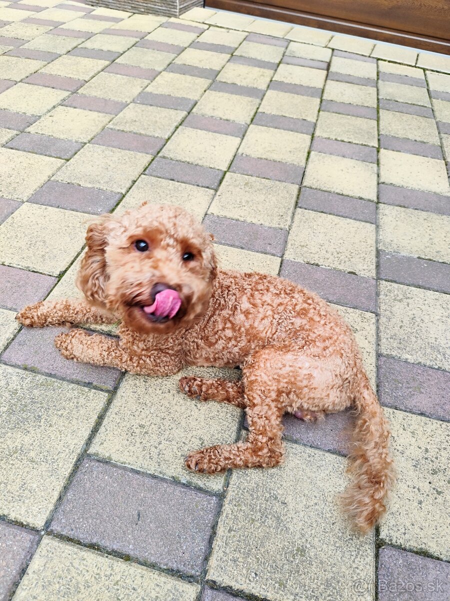 Trpasličí,trpazličí pudlík,pudel- DARUJEM - 3