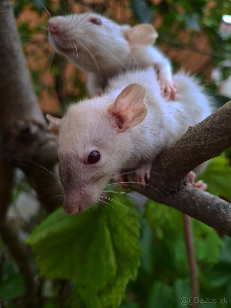 Predám potkaniky - 3