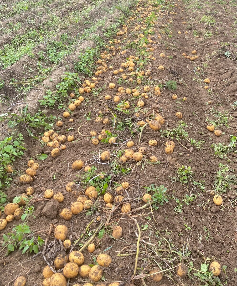 Predám konzumne zemiaky - 3