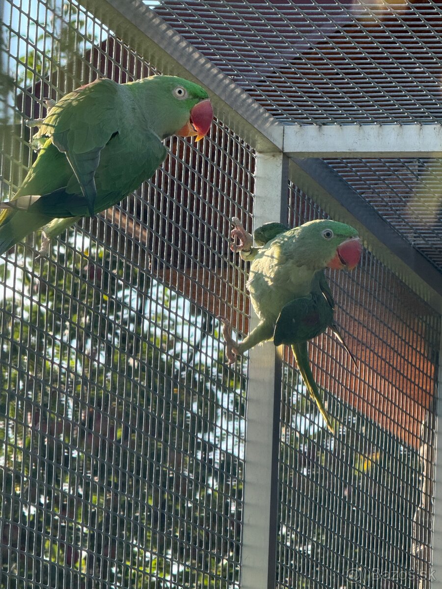 Alexander čínsky, Alexander veľký, Alexander červenohlavý - 3