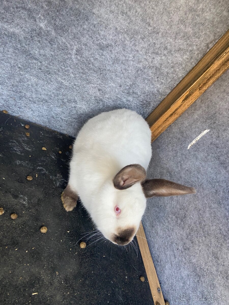 Predám pripustenu samičku Kalifornia - 3