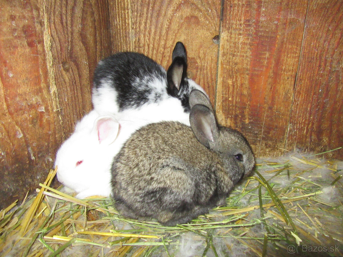 králičia rodinka - 3