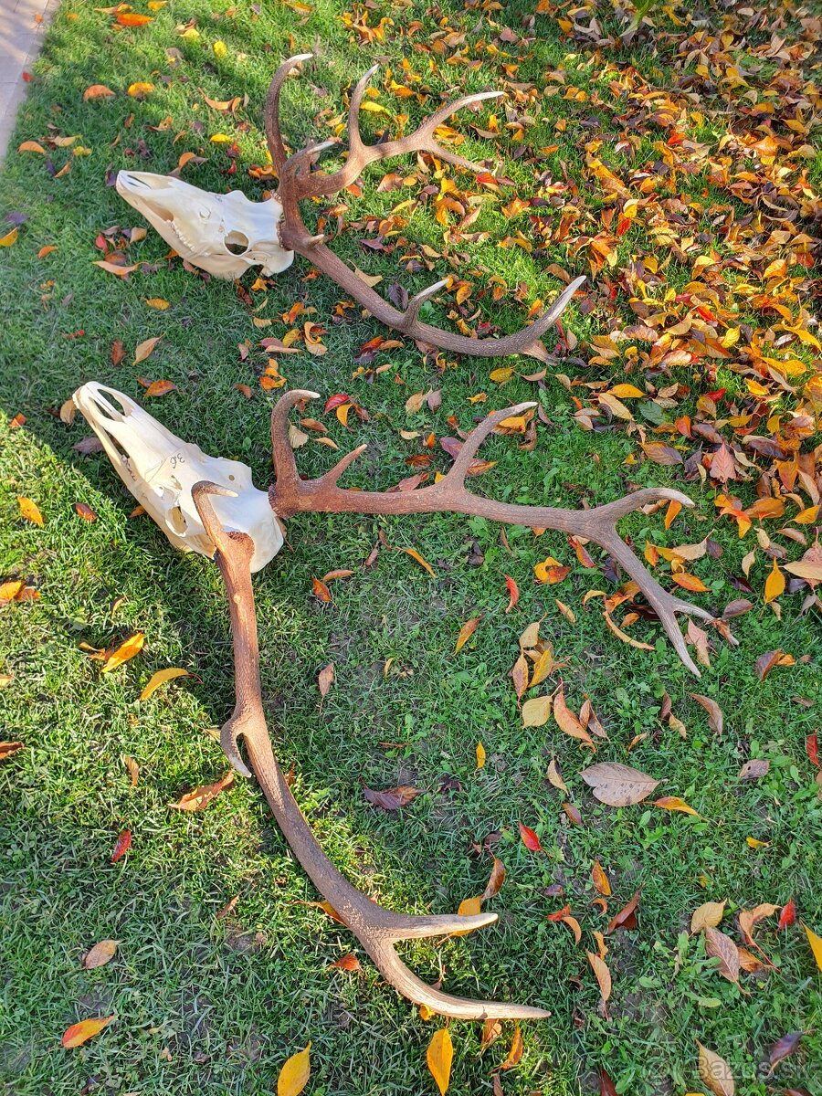 Predám jelenie trofeje - 3