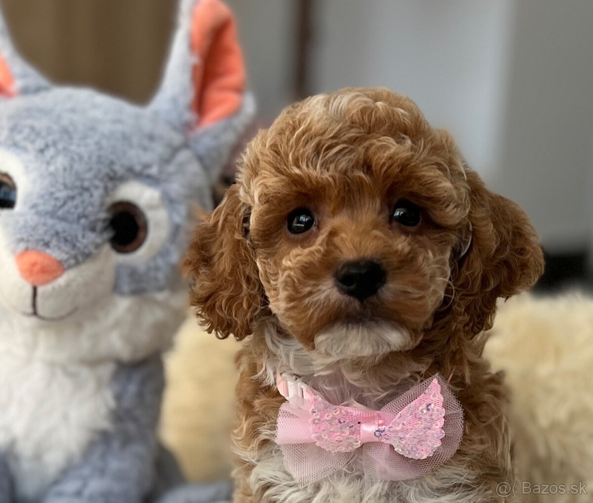 Maltipoo ( Pudel , pudlik ) - 3