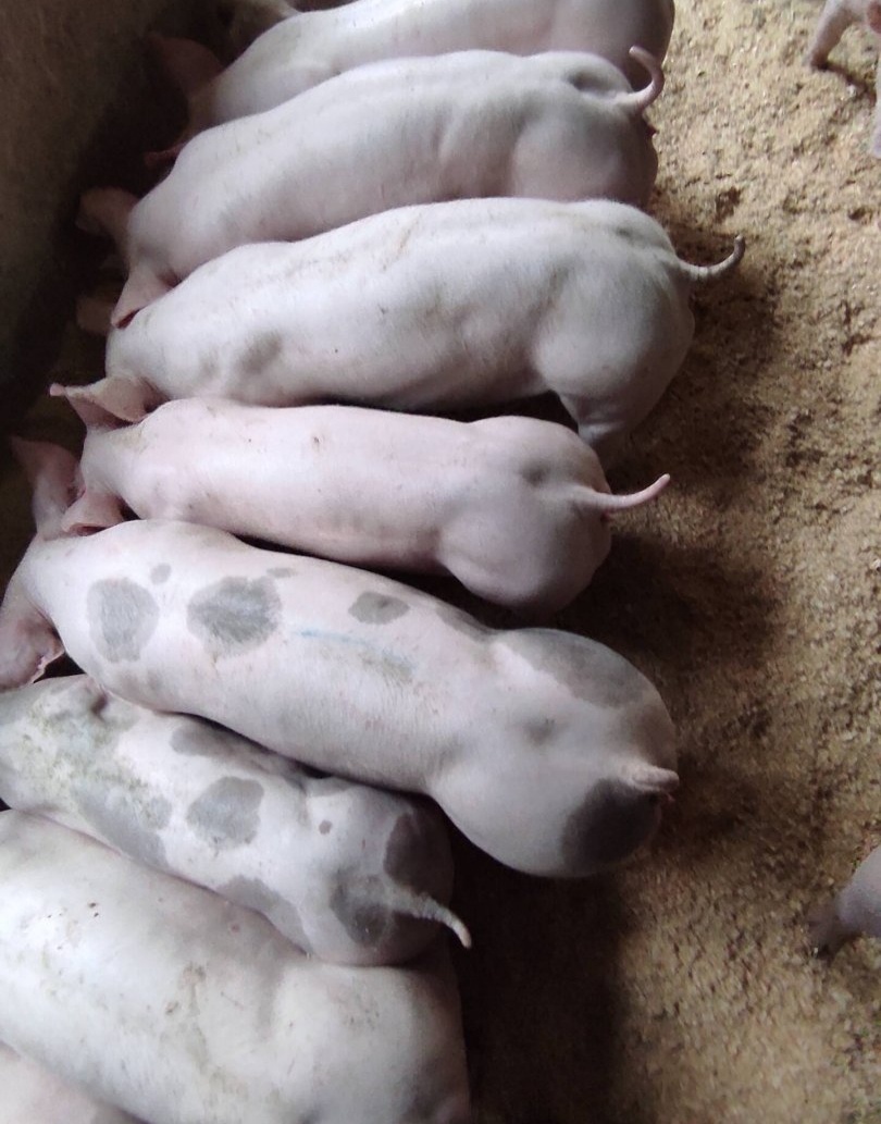 Predám odstavčata 20-25kg - 3