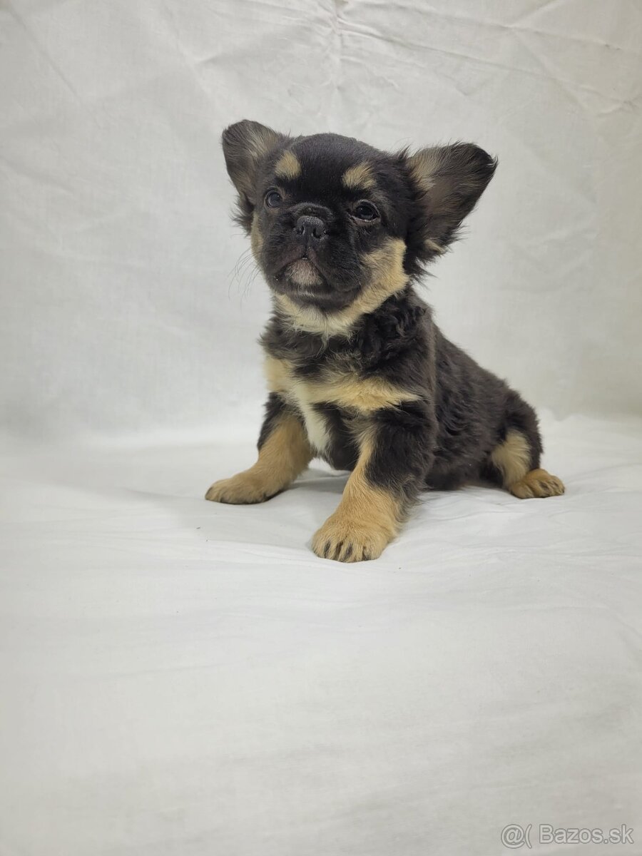 Francúzsky buldoček - 3