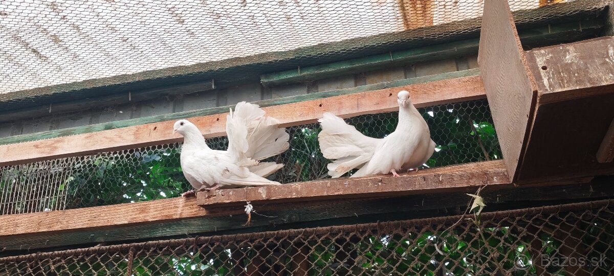 Holub pavik - 3