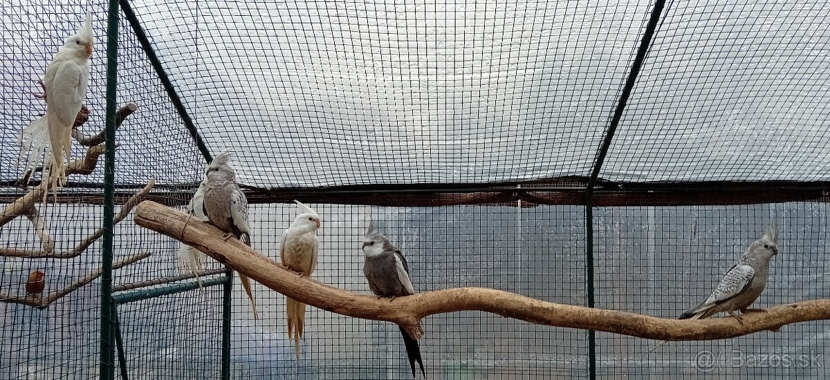 KORELY BĚLOHLAVÉ ALBINO - 3