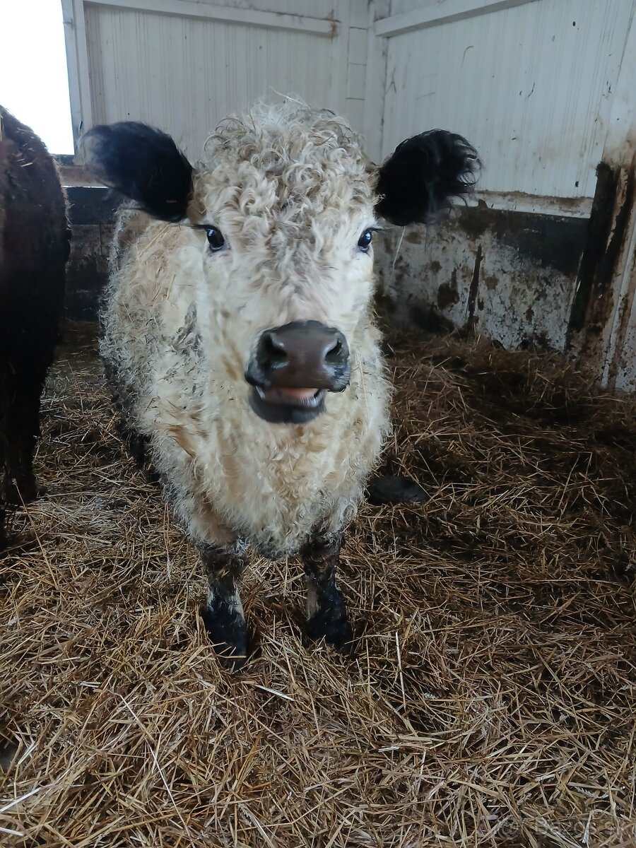 Galloway jalovica - 3