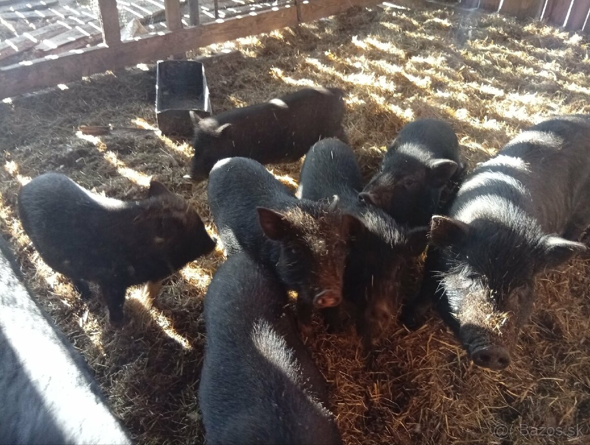 Vietnamské prasiatka - 3