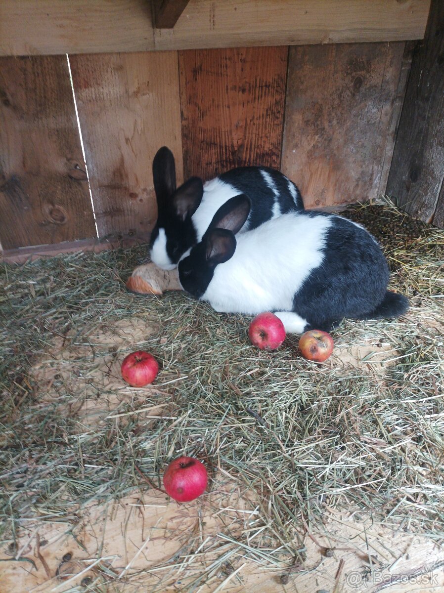 Šarišské obrovite - 3